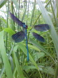 dragofly