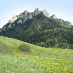 pesteczka